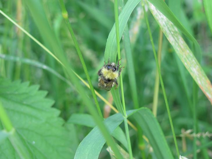 Bombus sp.